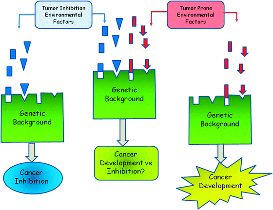 Tumor risk is the consequence of the interaction between constitutional genetics and environmental exposures. The combination between the genetic background (modifier genes, mainly low susceptibility cancer genes) and the environmental factors varies among individuals and might explain the different tumor susceptibility and behaviour observed in patients.