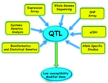 Recent technical advances have improved QTL research: The use of genetically more complex mice (outbred and artificial strains) in combination with high resolution SNPs arrays and new techniques of statistical genetics greatly improve the definition of new QTLs. In tumor cells, the analysis of changes in copy number and expression by whole genome comparative hybridization and expression arrays allow the further refinement of QTL.