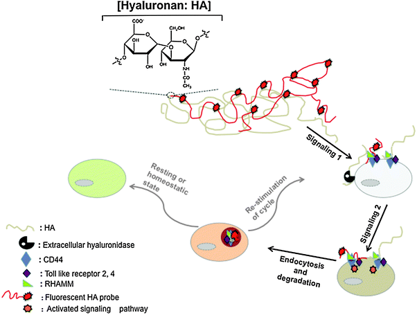 
            Schematic representation of injury-induced HA metabolic cycle in wounds. The figure shows the unit structure of HA (N-acetyl-glucosamine and β-glucuronic acid) and demonstrates the functions of HA metabolism in BCA and other cancers. HA binding and uptake are tracked by labeling a high molecular weight polymer with a fluorescent dye. HA fragments produced by ROS, shear and extracellular hyaluronidases bind to HA receptors thereby activating their signaling potential. This interaction also results in uptake of HA, its targeting to the lysosome, further degradation by lysosmal HYAL1,2 and ectoglycosidases, GUSB and HEXA. In injured tissues, expression of HA receptors and other genes involved in HA metabolism is down-regulated as tissue regains homeostasis. The cycle is constitutive in transformed cells.