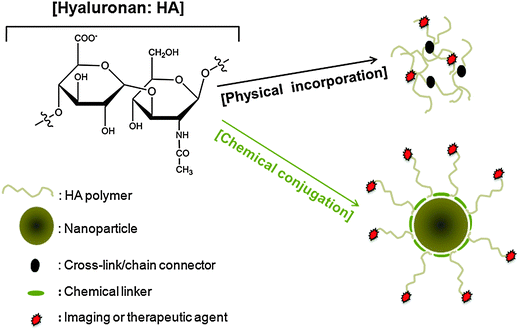 
            HA modification for preparation of probes. HA is modified for preparation as a therapeutic or an imaging probe through physical incorporation of moieties within HA polymers (black arrow) or chemical conjugation of HA polymers/HA nanoparticles to moieties (green arrow).