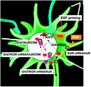 
            Signal transduction initiating nuclear export and silencing of KOR mRNA in the soma. EGF primes the soma to initiate, in the nucleus (large white circle), the export (pink arrows) of mature KOR mRNA (light blue curve shape) that is bound by hypo-phosphorylated Grb7 (red stars) and HuR (yellow star), and carried by exportin (CRM complex, pink circle). The KOR RNA granule to be exported from the nucleus contains, at a minimum, mature KOR mRNA, Grb7, HuR and CRM, and is translationally silenced. In the cytoplasm, the exported KOR mRNA granules can be activated by FAK (brown square) which phosphorylates Grb7 that then leaves KOR mRNA, freeing it for translation to produce KOR (brown triangle) that can be deposited in the soma surface or dendrites, or transported into the axon through classical vesicle trafficking (heavy black arrow). FAK activation in the soma may be triggered by growth factors like EGF. The phosphorylated Grb7 (red crosses) and free exportin components (pink circles) in the cytoplasm may recycle (dashed arrows) back into the nucleus. It is unclear whether cytosolic HuR (yellow) can recycle into the nucleus. It is also unclear if Grb7 binding is required for axonal transport of KOR RNA granules after they migrate out to the axon.