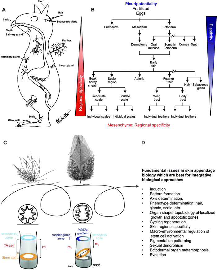 
          Basic concepts in ectodermal 
          organ morphogenesis
          . (A) Concept animal with different forms of ectodermal skin appendages. Endodermal organs are also shown. Modified from Chuong edit, 1998.1 (B) Chart showing the progression of ectodermal development into many different types of ectodermal organs. It also shows that the plasticity in ectoderm derived epithelial cells (i.e., multi-potentiality) gradually decreases, while the complexity of mesenchyme increases. (C) Feather follicles undergo cyclic molting and regeneration. The follicles can change phenotypes between cycles. In subsequent generations of feathers, a symmetric downy feather and a contour feather emerge from the same feather follicle. Radial and bilateral feather symmetry can be determined by the topobiologcial arrangement of stem cells. Modified from Yue et al., 200622 Chuong et al., 2000.102 (D) Fundamental issue in biology that can be addressed by skin appendage model and integrative biology approach.