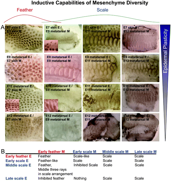 
            Timing of commitment in feather/scale tissue recombination experiments. (A) Results of chimeric explants. (B) Summary of results. Different rows represent different sources of epidermis: E7 dorsal skin epidermis (normally feather forming), E9, E11 and E12 metatarsal skin epidermis (normally scale forming). Different columns represent different sources of mesenchyme: E7 dorsal skin mesenchyme (normally feather inducing), E9, E11 and E12 metatarsal skin mesenchyme (normally scale inducing). We can observe the gradual restriction of epidermal plasticity and the beginning of dermal complexity, echoing what we see in Fig. 1B. Red, feather derived tissue; blue, scale derived tissue.