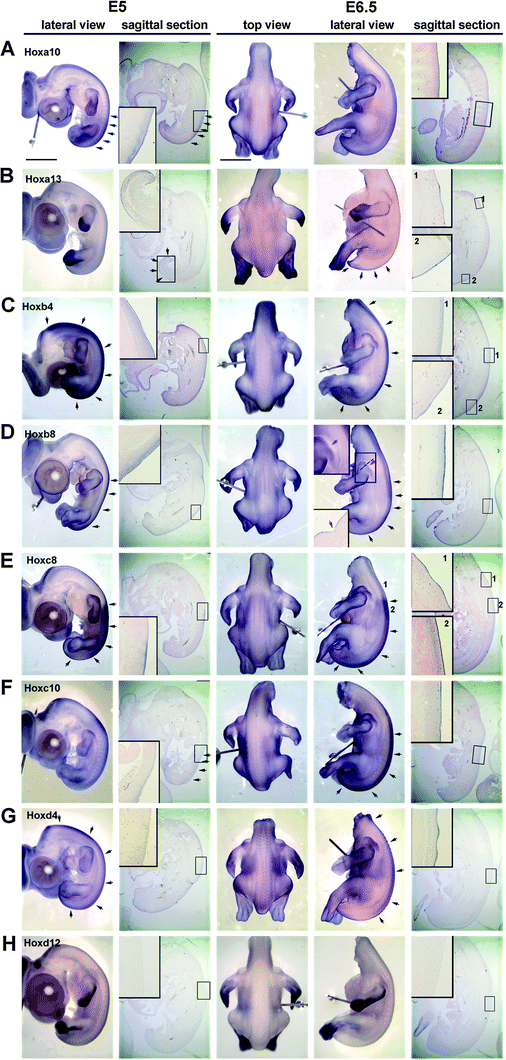 
              Expression of Hox 
              genes
               in chicken embryonic skin at E5 (stage 26) and 
              E6.5
               (stage 29) as determined by wholemount 
              in situ hybridization. (A) Hoxa10 is expressed in the epithelium and mesenchyme at E5 but only in the epithelium at E6.5. (B) Hoxa13, is expressed in the distal limb bud and tail region epithelium and mesenchyme at E5. However, feather placodes in the upper dorsal tract (insert 1) start to express Hoxa13 at E6.5 only in the epithelium. (C) Hoxb4 and (D) Hox b8 are expressed in the epithelium and dermis at E5 and E6.5. However, Hoxb4 expression extends more proximally than Hoxb8. At E6.5, there is a Hoxb8 negative region between the scapular and dorsal feather tract that extends posteriorly until the boundary between the femoral and dorsal tract (red arrow). The dashed line shows the plane of section shown in the inset. This non-Hoxb8 area may be related to the apteric regionof the chicken skin. (E) Hoxc8 expression is the same at E5 and E6.5. However, in region 1, Hoxc8 is expressed in the epidermis of feather placodes. This region did not have strong staining under the skin (compare to region 2). (F) Hoxc10 did not show a clear staining pattern in skin as compared to Hoxc8, but it can be found in the skin from the sagittal section at both E5 and E6.5. (G) Hoxd4 is weakly expressed in all dorsal epidermis at E5. Staining is stronger in the epithelium of bud and interbud regions at E6.5. (H) Hoxd12 is expressed in the distal and ventral limb bud but not in the skin at both E5 and E6.5. Black arrows indicate the intense expression region in the sample. Scale bar: 2 mm.
