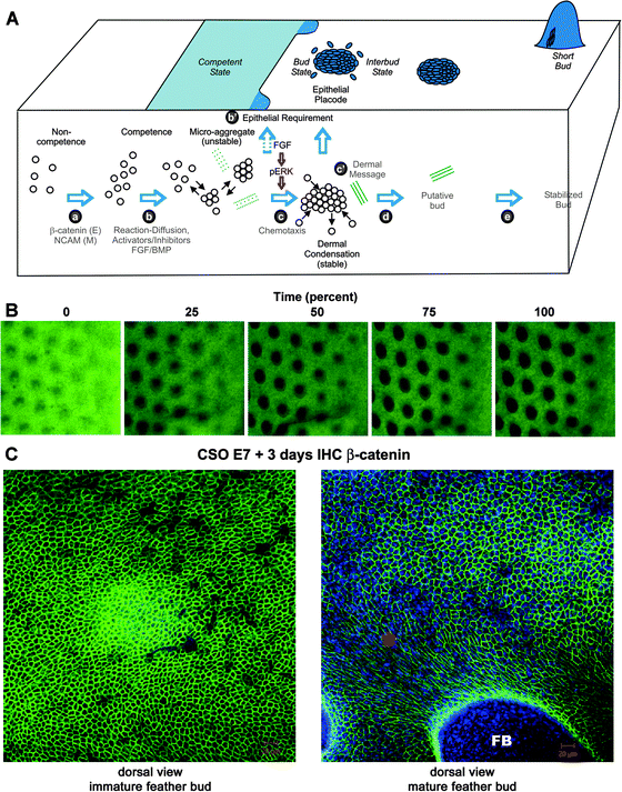 
            Video 
            microscopy
             imaging of developing chicken skin explant cultures. (A) Schematic drawing on our current concept of periodic patterning process (from Lin et al.9). This concept is based on current biochemical and functional perturbation data. However, the detailed cellular processes and tissue interactions remain to be elucidated. The microarray data earlier showed differences in molecular expression. The following imaging data give us a glimpse on the complexity of the cellular behavior and redefine this classical phenomenon. Green dotted and solid lines represent the development of extracellular matrices. (B) Time lapse videomicroscopy. Movie is in the ESI. E9 skin explants were photographed every 15 min for 17 h to track the process of early feather morphogenesis. Representative images are taken from the movie. Each black spot represent a bud, which is about 10 cells long in diameter. The dorsal skin midline lies to the left of the images, and buds to the right side of the panel are in earlier stage than those in the left. Scale bar = 500 μm. (C) E7 chicken skin organs were cultured for 3 days. Immunohistochemistry with antibodies against β-catenin was used. (A) Cells within the immature feather bud exhibit a rather homogenous hexagonal cell shape. (B) In the more mature bud region (*), the cell shape changes as the feather bud (FB) forms and elongates. Size bars: 20 microns. Beta-catenin stains Green, DAPI stains blue.
