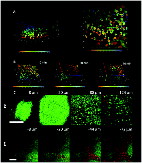 
              Multiphoton 
              microscope
               imaging of developing chicken skin explant cultures. (A) The embryonic E6 skin is labeled with Hoechst 33342 dye and cultured as an explant. Serial images from the surface to the bottom are reconstituted into a three-dimensional image. The nuclei at different depths from the surface are graded with pseudocolor from blue (epithelial surface) to red (50 μm from surface) to facilitate single cell tracing. The left picture shows the three-dimensional distributions of cells and the right panel shows a bottom view of the nuclei in an en face projection to X-Y plane. The X or Y axis is 140 μm and the Z axis is 50 μm. (B) Time-lapse multiphoton tracing of cell rearrangement. To highlight the mesenchymal cell movement, the dermal side is on the top and epidermal side at the bottom. The depth-graded pseudocolor helps to delineate individual cells and facilitate single cell tracing. There is a trend of movement toward the right hand side of the figure and to the dermal side. The X or Y axis is 140 μm and the Z axis is 50 μm. (C) Multiphoton auto-fluorescence and second harmonic generation (SHG) images of unstained developing feather bud. The upper panel shows the images of E6 skin at different depths before dermal condensation formation. In E6, the dermal cells have an even cell distribution and there is scanty SHG signals from collagen (−88 and −124 μm). The epithelial cells can also be visualized with an autofluorescent cytoplasm and a nuclear halo (−8 and −20 μm). The lower panel shows the images of E7 skin at different depths when dermal condensates appear. In the lower power view of E7 skin, single cells cannot be delineated. The dermal condensates have higher autofluorescence due to the higher cell density and interbud area is rich in SHG signals from the collagen. The low power image clearly demonstrates the preferential cell and collagen distribution in the developing skin. Autofluorescence is green and second harmonic generation is red; bars: 100 μm.