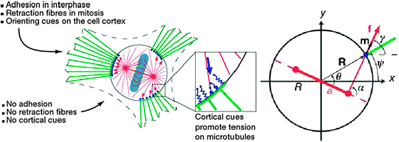 
              Spindle orientation and cortical forces in adherent cells (adapted from ref. 78). Left A spherical cell during mitosis (circle) linked by retraction fibres (green) to adhesion sites. The density of retraction fibres at the cortex activates cortical force generators (blue), which exert pulling forces on astral microtubules. The resultant torque on the spindle (red) rotates it as well as the metaphase plate (cyan) until a stable orientation angle is attained. RightSpindle geometry and cortical forces. Spindle poles (red) are separated by a distance 2a in a cell of radius R. Cortical force generators exert a pulling force f tangential to the orientation of astral microtubules, the unit vector m. This force exerts a torque R × f on the spindle. R is the vector pointing to the cortical position at which the force acts.