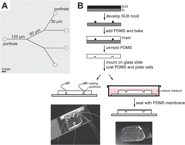 Engineering of PDMS channels on a chip. A microchannel system was molded in PDMS, coated with laminin 111, and used as substrate for the culture of HMT-3522 S1 cells. (A) Schematic of the branched channel system. (B) Two independent approaches were developed: In the first approach (left, drawing and picture of the system), PDMS microchannels were sealed onto a glass coverslip, coated with dried or dripped laminin 111, and used for the culture of S1 cells in a closed environment. Cells were injected through tubing connected to the portholes using a syringe pump and the medium was changed by immersion. In the second approach (right), cells were cultured in an open ‘hemichannel’ system (top side of microchannel left open). The channels can be completed using a PDMS membrane on the day of the experiment.