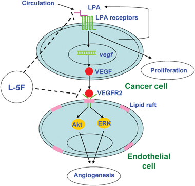A model for the proposed mechanism of action of
L-5F-mediated inhibition of tumor angiogenesis.LPA from the circulation or produced by ovarian tumors binds to LPA receptors and stimulates production and secretion of pro-angiogenic factors, including VEGF. VEGF binds to VEGFR2, activates downstream signaling molecules, and leads to angiogenesis. L-5F inhibits LPA-induced VEGF production, thus blocking VEGF-induced activation of VEGFR2 and downstream signaling pathways, and as a result, tumor angiogenesis is suppressed.
