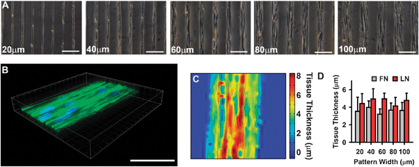 
            Microcontact printing used to provide spatial cues for vascular tissue self-organization. (A) Phase contrast images of VSMCs micropatterned into thin tissue lines of varying widths, indicated in each image, separated by 100 μm gaps. (scale bars =200 μm). (B) 3-D confocal image of 100 μm wide patterned VSMC tissue. (Green: f-actin, Blue: nuclei). Scale bar = 100 μm. (C) Thickness map of tissue in B, using f-actin staining. (D) Tissue thickness as a function of pattern width and ECM (fibronectin (FN) and laminin (LN)) substrate (mean ± SD).