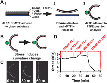 Vascular muscular thin film (vMTF) construction and experimental methods. (A) Schematic representation of vMTF method. (B) Curvature of vascular muscular thin films was used to calculate change in tissue stress. (C) Example images from one vMTF experiment, pre ET-1 treatment (0 min), after 50 nM ET-1 stimulation (30 min) and following HA-1077 treatment (60 min). (D) Typical temporal apparent stress evolution for serial stimulation of vMTF with increasing doses of endothelin-1 followed by HA-1077.