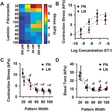 Vascular tissue structure influences functional contractile output. (A) Heat map representing dose-response behavior of all tissue widths, patterned on fibronectin (FN) and laminin (LN). (B) Typical sigmoidal dose-response curves for 20 μm wide lines patterned on both fibronectin and laminin. (C) Tissue contraction induced by 50 nM ET-1 stimulation for all tissues. (D) Basal contractile tone for all tissues. (for F,G; * = statistically different from 20 μm FN tissue, † = statistically different from 20 μm LN tissue, ** = statistically different from both 20 μm and 40 μm FN tissue, p < 0.05). All plots: mean ± SEM.