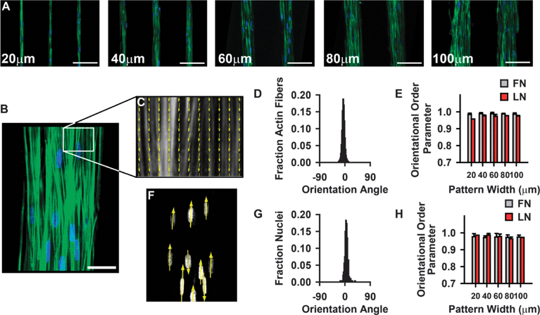 Constrained tissue structure does not significantly alter subcellular organization. (A-B) Phalloidin and DAPI stained images of patterned tissues. (Green: f-actin, Blue: nuclei). (A) scale bar = 100 μm (B) scale bar = 50 μm. (C) Actin orientation map for a representative region of the tissue in (B). (D) Histogram of actin orientation angles in 100 μm wide tissues. (E) F-actin orientational order parameter for all tissue patterns. (FN: fibronectin, LN: laminin; mean ± SD) (F) Nuclear orienatation map for nuclei in (B). (G) Histogram of nuclear orientation in 100 μm wide tissues. (H) Nuclear orienational order parameter for all tissue patterns. (FN: fibronectin, LN: laminin; mean ± SD).