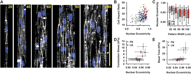 
            Cell and nuclear morphology correlate with VSMC functional output. (A) Di-8 membrane (white) and DAPI nuclear (blue) stained micropatterned vascular tissues. scale bar = 100 μm (B) Correlation between cell aspect ratio and nuclear eccentricity. Each circle represents a single cell. Color indicates tissue width of measured cell (red: 20 μm, blue: 40 μm, green: 60 μm, gray: 80 μm, black: 100 μm). Pearson correlation of cell aspect ratio and nuclear eccentricity: r = 0.346, p = 1.66e-7. (C) Nuclear eccentricity for patterned vascular tissues (* = statistically different from 20 μm FN tissue, † = statistically different from 20 μm LN tissue, ** = statistically different from both 20 μm and 40 μm FN tissue, ‡ = statistically different from both 20 μm and 40 μm LN tissue, p < 0.05) box: 25–75%, error bars: 10–90% (D) Nuclear eccentricity correlates with contraction stress (see Fig. 3C) following stimulation with 50 nM ET-1 (Pearson correlation: r = 0.748, p = 0.013). (E) Nuclear eccentricity correlates with basal contractile tone (see Fig. 3D) (Pearson correlation: r = 0.823, p = 0.008). (D-E) Error bars: x: 25–75% (from (C)), y: SEM (from Fig. 3C and D). Reported p values for Pearson correlations are two-tailed, demonstrating that the correlation is significantly different from zero.