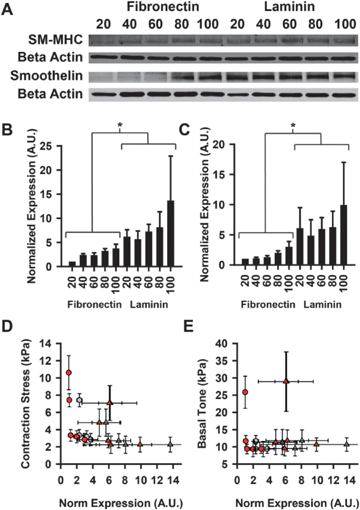 Contractile phenotype protein expression does not correlate with contractile output. (A) Example western blot for contractile markers smooth muscle myosin heavy chain and smoothelin. (B) Quantified expression of SM-MHC. * = FN and LN statistically different from one another (p < 0.05). (C) Quantified expression of smoothelin. * = FN and LN statistically different from one another (p < 0.05). (D-E) Contractile stress and basal tone plotted against quantified expression of SM-MHC and smoothelin. (circles: FN, triangles: LN, gray: SM-MHC, red: smoothelin) For correlation analyses, FN and LN data points were pooled and treated as one group. (D) Contraction stress. (Pearson correlation: r, p). SM-MHC: (−0.553, 0.975), smoothelin (−0.475, 0.166) (E) Basal tone. (Pearson correlation: r, p). SM-MHC: (−0.179,0.621), smoothelin: (−0.031, 0.933). All error bars mean ± SEM. (D-E) Reported p value is two-tailed, demonstrating that the correlations are not significantly different from zero.