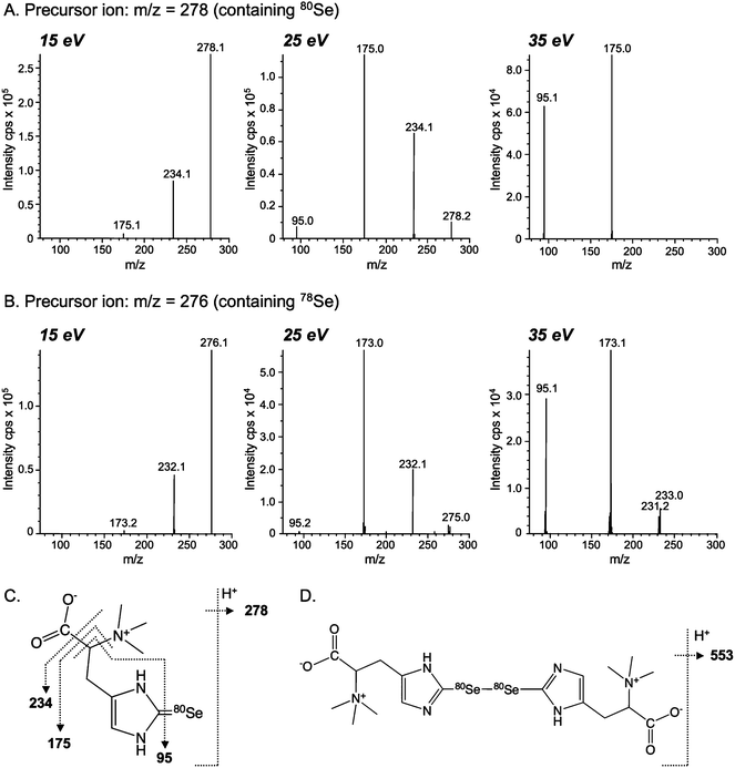 Collision-induced dissociation mass spectra (ESI-MS-MS) of Se-containing positive molecular ions in ukSe from the liver of hawksbill turtle. The dissociation of the Se-containing molecular ions of ukSe at m/z 278 (A) and 276 (B) were induced with 15, 25, and 35 eV collision energies, and fragment ions were detected with the second mass spectrometer. The assignments of fragments obtained at m/z 278 and 553 are shown in panels (C) and (D), respectively.