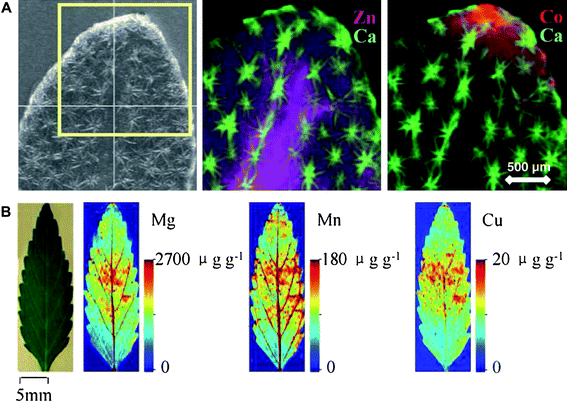 (A) Synchrotron X-ray micro-fluorescence (μ-XRF) images of the Zn and Co distribution in a hydrated Alyssum murale leaf pre-treated with a mixture of Ni, Co and Zn. Reproduced from Tappero et al. (2007),100 with permission. (B) Two-dimensional quantitative images of Mg, Mn and Cu measured by laser ablation inductively coupled plasma mass spectrometry (LA-ICP-MS) in the leaves of Elsholtzia splendens. Reproduced from Wu et al. (2009),104 with permission. μ-XRF is a non-destructive technique with high lateral resolution and moderate sensitivity, whereas LA-ICP-MS has high sensitivity but a relatively low lateral resolution.