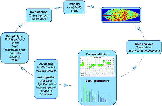 Workflow of atomic spectrometry based multi-elemental analysis in plant science. Imaging picture is from Wu et al. (2009),104 with permission.