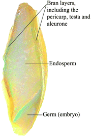 The major anatomical features of a barley grain. The grain was stained by Perl's Prussian Blue in order to localise iron (blue colour). As visualised, the outer layers and the germ have a much higher iron density than the core endosperm.