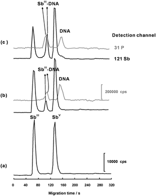 A series of electropherograms demonstrating the separation of SbIII and SbV and the interaction between SbIII and DNA. (a) 2.0 μmol L−1 of SbIII and SbV in the absence of DNA; (b) 2.0 μmol L−1 of SbIII and SbV incubation with 2.0 μmol L−1 of DNA for 24 h; (c) 2.0 μmol L−1 of SbIII and SbV incubation with 2.0 μmol L−1DNA for 192 h. Other conditions as shown in Table 1.