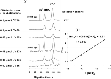 (a) A series of electropherograms obtained from the reaction mixture of DNA (0.02–0.2 μmol L−1) and SbIII (20 μmol L−1) when one third of DNA has been reacted with SbIII. (b) Plot of t1/3versusln[DNA]0 for obtaining the kinetic order for DNA on the basis of eqn (13). Other conditions as shown in Table 1.