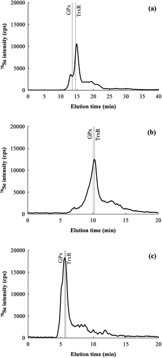 
            Chromatograms for 78Se obtained for the same rat colon extract by SEC-HPLC with different columns: (a) Superdex 75 10/300 GL, (b) Shodex Asahipak GS-520 HQ SEC, (c) Bio-Rad Bio-Sil SEC 125–5. The elution times signalled by gray lines were obtained by injecting TrxR1 from rat liver and GPx1 from bovine liver standards.