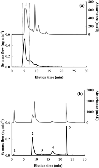 UV and mass flow (Se) chromatograms obtained by: (a) SEC (Biorad column) of the rat colon extract (fraction 1 is indicated); (b) AE of the selected SEC fraction 1 (peaks 1–5 are indicated). The hypothesized identities of selenospecies corresponding to the peaks in the AE chromatogram are: 1) pH unequilibrated species; 2) GPx2; 3) GPx2 monomer; 4) GPx1; 5) TrxR1.