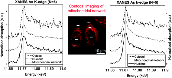 Micro-XANES at arsenic K-edge obtained in the cytosol, mitochondrial network, and nucleus of cells exposed to As2O3, and labelled with Rhodamine 123, a probe for mitochondrial network imaging (center image obtained by confocal microscopy). Left and right spectra correspond, respectively, to the zones analysed on the left and right cells (white bars). Image reproduced by permission of Elsevier (2010).19