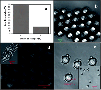 Shielding the surface positive charge of MF particles and insertion to emulsion droplet. The zeta potential of bare MF particles (n = 0) in (a) decreased from +53.5 mV to +13 mV on treatment with SDS surfactant (n = 1). (b) The bright field image shows that O/W emulsion droplets are around the MF (colloidal) particle and thus a ‘templated emulsion’ has been formed (scale bar is 2 μm). (c) MF particles inside the O/W droplet with BPVA-PVA polymer (inset scale bar is 10 µm) and (d) shows short range ordering of coated MF particles on air drying (scale bar is 5 µm).