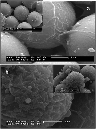 Coated MF particles after the removal of chloroform at 55 °C. (a) and (b) are folded polymer membranes on the MF particles after 15 min and 60 min vortexing treatment respectively.