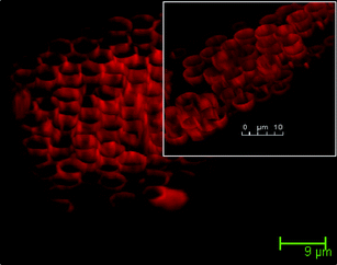 3D CLSM image of Rhodamine-B loaded BPVA-PVApolymer hemisphere.