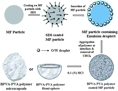 A schematic representation of the key steps associated with the fabrication of the complex polymer architecture. In the first step, surface positive charge of MF particle was suppressed with SDS surfactant. It was then inserted to O/W emulsion droplet having BPA-PVA polymer. Under vortexing, this polymer aggregated at interface of the droplet and followed by removal of chloroform polymer membrane collapsed on MF particle. Finally, removal of MF particle at 0.1 N HCl leads to adapt polymer membrane with different complex architectures.