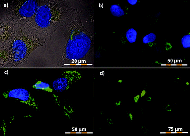 
            Fluorescence microscopy images of the cells incubated with nanoparticles at the given concentration and subsequently washed with the PBS buffer: a) HeLa cells – LSMO@siF@si-u, 0.011 mmol(Mn) L−1, overlay image of fluorescence and bright field; b) HeLa cells – LSMO@siF@si-w, 0.33 mmol(Mn) L−1; c) fibroblasts – LSMO@siF@si-w, 0.055 mmol(Mn) L−1 and d) rMSCs – LSMO@siF@si-w, 0.13 mmol(Mn) L−1; blue spots – DAPI stained nuclei; green spots – LSMO@siF@si-w.