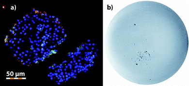 a) Immunofluorescent staining of the labeled PIs: red spots – immunostained c-peptide indicating beta-cells, green spots – LSMO@siF@si-w, blue spots – DAPI stained cell nuclei; b) T2w MR image of the labeled PIs mounted in agar (4.7 T, well diameter 35 mm).