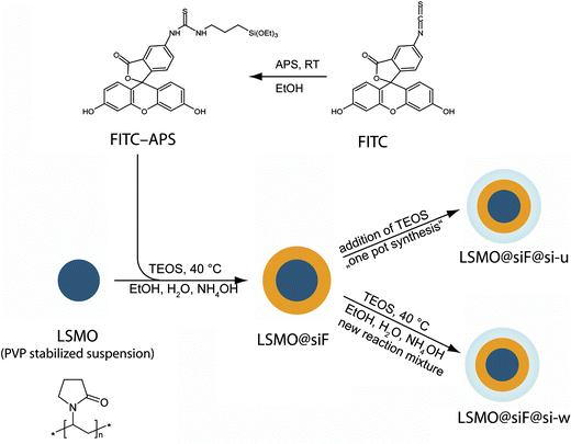 Preparation scheme of fluorescent nanoparticles.