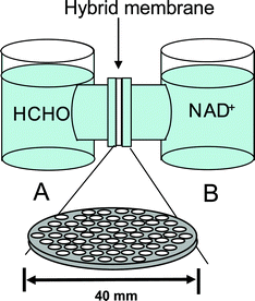 A schematic illustration of substrate permeation and reaction test apparatus.