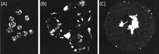Drug distribution formed in microparticles manufactured using a novel acoustic method. Particle sizes are as follows: (A) 10 µm, (B) 50 µm, and (C) 100 µm in diameter (adapted with permission from ref. 59).