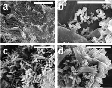 SEM images for precipitates collected in the absence of additives after (a) 24 hours (t20 °C = 24 h), (b) 25 hours (t20 °C = 24 h, t65 °C = 1 h), (c) 48 hours (t20 °C = 24 h, t65 °C = 24 h), and (d) 72 hours (t20 °C = 24 h, t65 °C = 48 h). Scale bars are 5 µm.