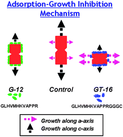 The adsorption–growth-inhibition mechanism. The length and thickness of growth arrows reflects the growth rate of the crystals along their respective axes.