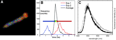 (A) FLIM image of 15% CEC R6G/Sep particle (length = 2.4μm); (B) histogram representing the average lifetime of the sample (central curve) and the two fitted lifetimes 1.0 ns and 3.5 ns (left and right curves, respectively); (C) emission spectra of 15% CEC R6G/Sep particle (dotted grey line) and R6G in aqueous solution (solid black line).