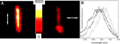 (A) Polarized intensity images of 95% CEC LDS 698/Sep particle 3.2 μm length (arrows indicate the direction of polarization of emission light detected). (B) Emission spectra of LDS 698/Sep particle of 20% and 95% CEC (solid and dash line) and LDS 698 in ethanolic solution (dotted line).