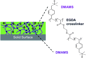 Structure of the crosslinked P(DMAMS-co-EGDA) coatings.