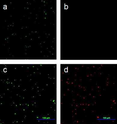 
            Fluorescence microscopy images of E. coli after 40 min incubation: (a, b) on uncoated glass surface using green and red filters, respectively; (c, d) on P(DMAMS-co-EGDA) (C8) coated surface using green and red filters, respectively.