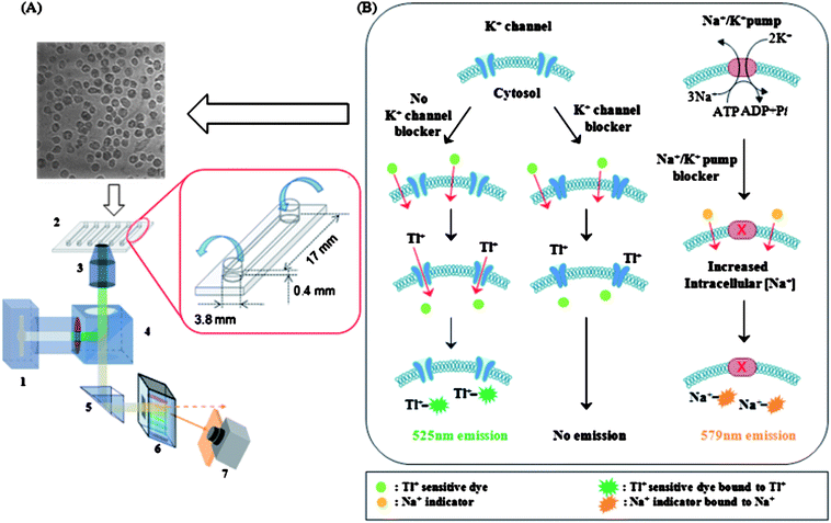 (A) Optical set up of the multicolor imaging system. Here, 1. Ar-ion laser, 2. Microfluidic platform (6 channels, channel dimension: 3.8 mm × 17 mm × 0.4 mm), 3. Microscope objective lens (40×), 4. Beam splitter, 5. Prism, 6. AOTF, 7. CCD camera. (B) Outline of the assay schemes used for simultaneous monitoring alteration of K+ channel permeability and intracellular [Na+]. H9c2(2–1) rat cardiomyocyte cells were treated with commercially available dyes for detection ofK+ channel permeability and intracellular Na+ concentration. If K+ channels are not blocked, thallium ions (Tl+) flow into the cell through the K+ channel and combine with the Tl+ sensitive dyes to produce a fluorophore (λmax 525 nm). Non-fluorescent Na+-indicator dye freely penetrates the plasma membrane and upon binding to Na+ becomes fluorescent (λmax 579 nm). Blockade of the Na+/K+ pump increases the intracellular Na+ concentration and in turn the fluorescence intensity of the Na+ sensitive dye.