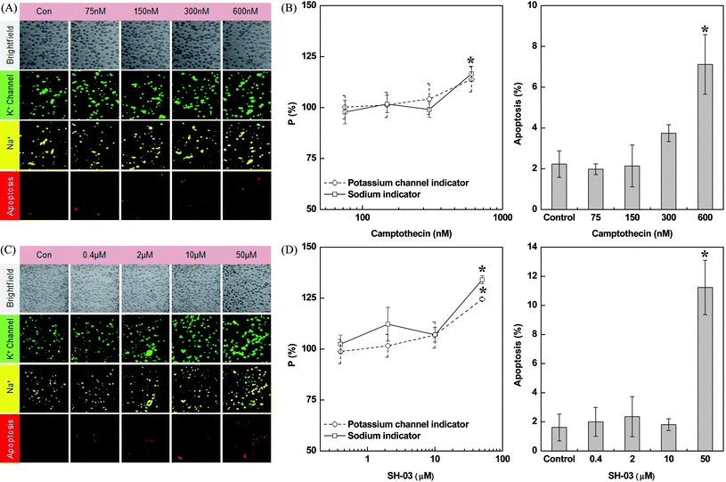 The effect of camptothecin and SH-03 on the permeability of potassium channels, sodium ion concentrations, and apoptosis in the H9c2(2–1) cells. Image (A) and occurrence rate (B) of camptothecin-induced changes in H9c2(2–1) cells after 6 h of drug treatment. Image (C) and occurrence rate (D) of SH-03-induced changes in H9c2(2–1) cells after 12 h of drug treatment. All experiments were triplicated and error bars represent the mean ± SD. *P < 0.05 vs. control, n = 3.