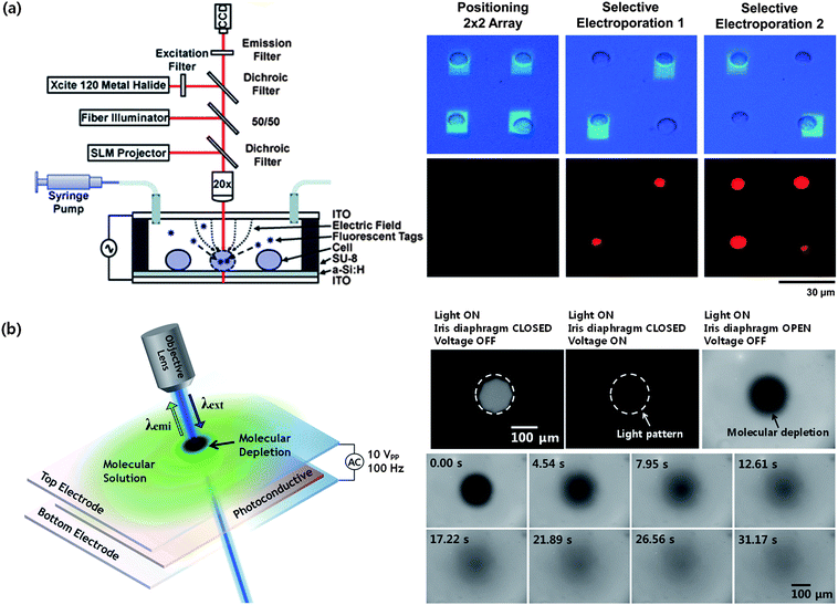 Potential applications of optoelectrofluidics. (a) Optically controlled selective electroporation of HeLa cells for propidium iodide uptake (Valley et al.90–reproduced by permission of The Royal Society of Chemistry). (b) Measurement of molecular diffusion coefficient using fluorescence recovery after optoelectrofluidic local molecular depletion at 100 Hz ac frequency (adapted with permission from Hwang and Park.93 Copyright 2009 American Chemical Society).