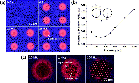 Frequency-dependent phenomena in an optoelectrofluidic platform. (a) Optoelectrofluidic simultaneous separation of microparticles using DEP and ACEO at 10 kHz (Hwang and Park40—reproduced by permission of The Royal Society of Chemistry). (b) Change of distances among 3 μm diameter microparticles concentrated within the illuminated area (adapted with permission from Hwang et al.44 Copyright 2009 American Chemical Society). (c) Microscopic pictures of the 1 μm and 6 μm particles patterned within the illuminated area at the frequency conditions of 10 kHz (left), 1 kHz (center) and 100 Hz (right) (Hwang and Park40—reproduced by permission of The Royal Society of Chemistry).