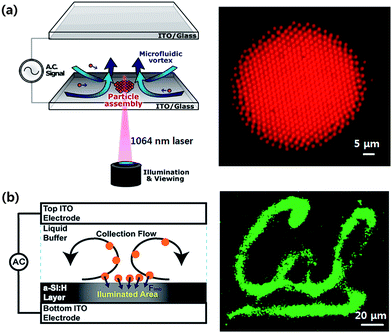 
            Patterning of colloidal particles using optically induced electrothermal (ET) effects. The temperature gradients in a fluid for ET vortices can be induced (a) by a highly focused laser between two parallel plate electrodes (adapted with permission from Kumar et al.49 Copyright 2010 American Chemical Society) or (b) by Joule heating in an OET device (adapted with permission from Jamshidi et al.36 Copyright 2009 American Chemical Society).