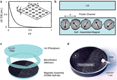 Self-assembled magnetic filter creates very large magnetic force [∼(B·▽)B] to efficiently remove magnetically tagged objects from suspensions. (a) Magnet design. Alternating magnetic dipoles create a magnetic field that decays rapidly in distance. (b) When magnetic materials are allowed to self-assemble, the magnetic moments align into a similar configuration as in (a). This self-assembled layer produces a very strong magnetic field and field gradient. (c) A prototype self-assembled magnetic filter was fabricated that consists of self-assembled layers of 125 µm grain (right) and 8 µm grain (left) permanent magnetic material (NdFeB) with a microfluidic channel built directly on top. A micropore filter is placed on the output to collect and concentrate the cells that are negatively enriched by the self-assembled magnet. (d) A photograph of the prototype.