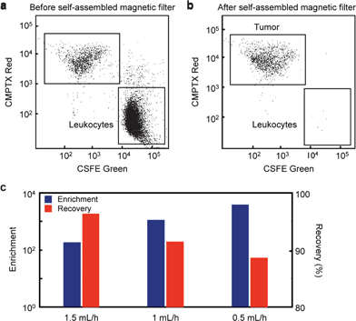 The self-assembled magnetic filter was demonstrated by filtering a population of leukocytes from tumor cells. (a) shows flow cytometer data of the suspension before filtering and (b) shows it after. The leukocytes were stained green and then tagged with magnetic beads. The tumor cells were stained with a CMPTX red dye. (c) The filter achieves a very high enrichment and recovery ratio, enhancing the population of tumor cells to leukocytes by a factor of >103 while retaining ∼90% of the tumor cells. The enrichment and recovery ratio is shown to depend on flow rate.